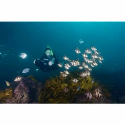 Propulsor Yamaha Seascooter RDS280 -GRE Ventas propulsor yamaha seascooter rds280 acuatico 1